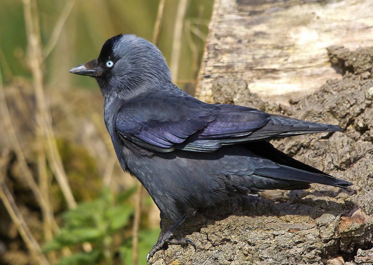 Coloeus monedula Галка