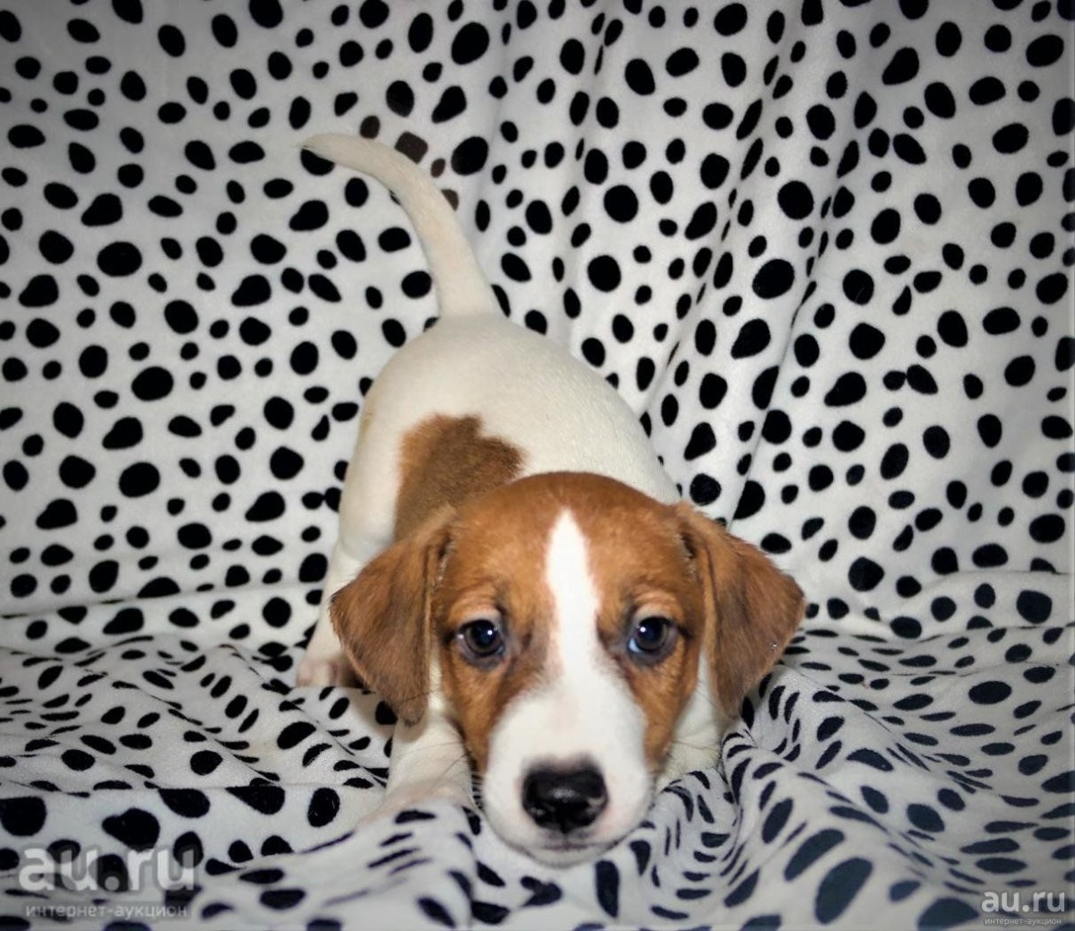 Джек-Рассел-терьер рыжий