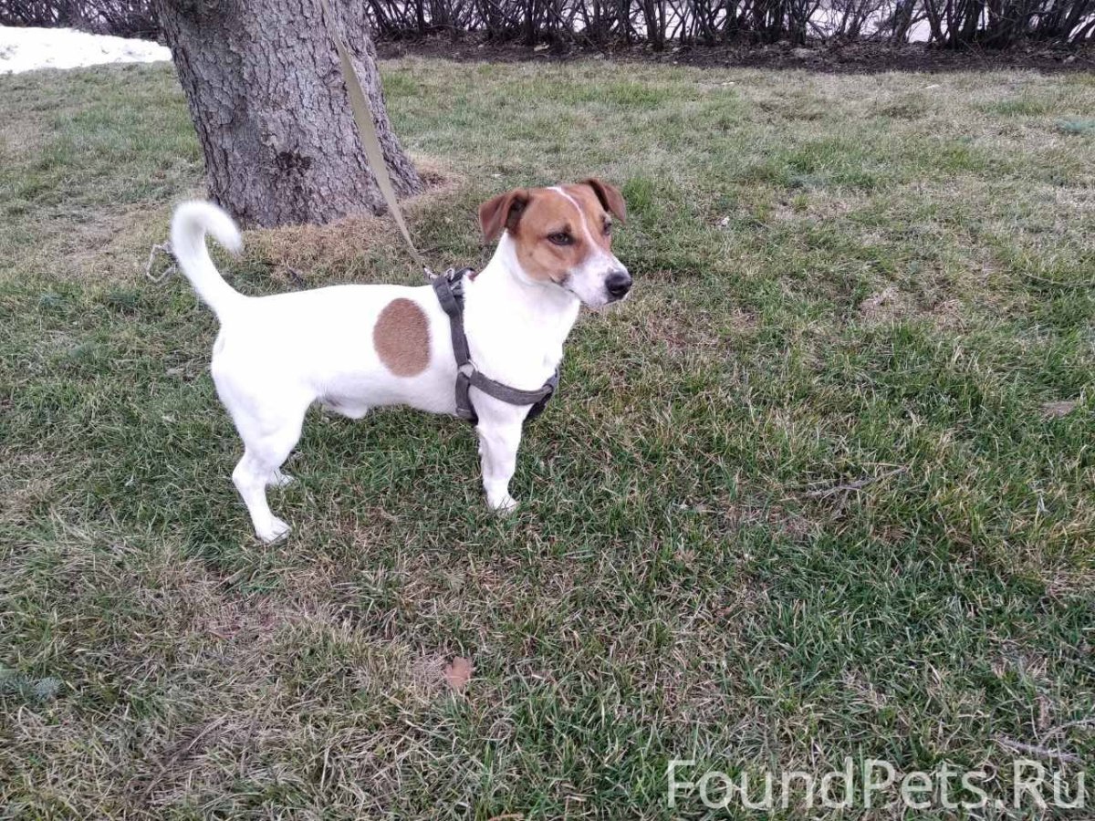 Собака белая с коричневым пятном на газоне