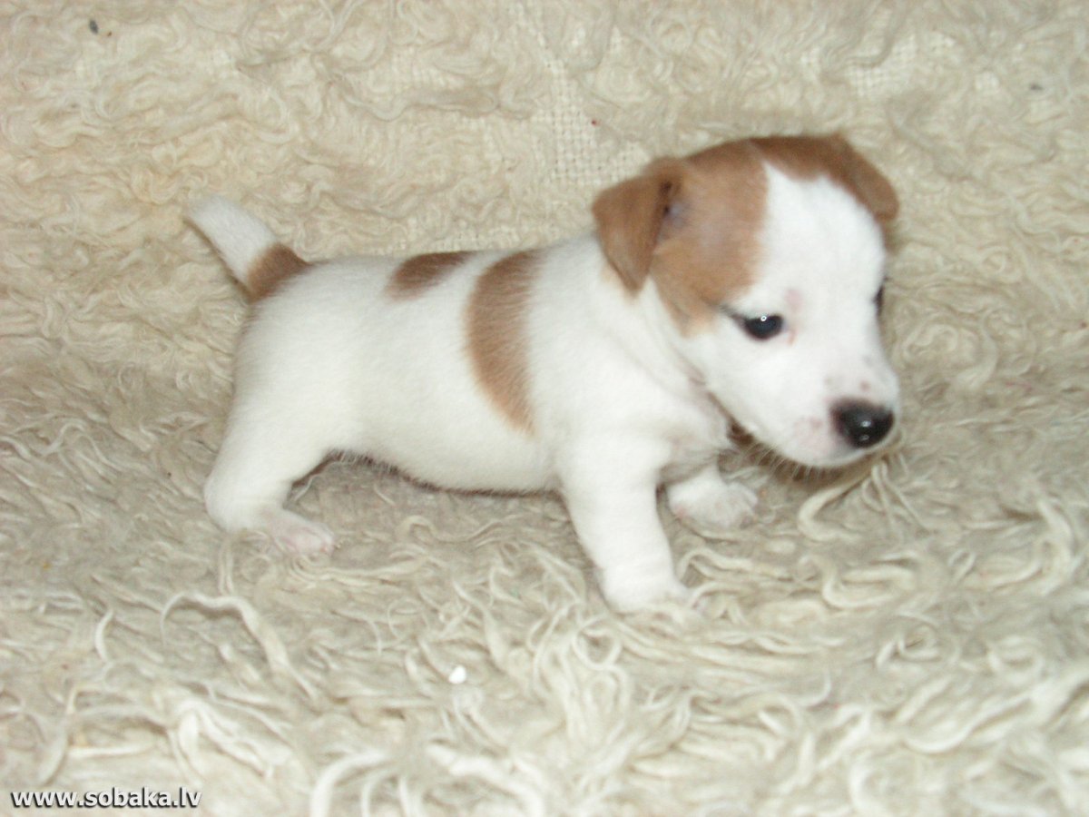 Белый Джек Рассел терьер щенок