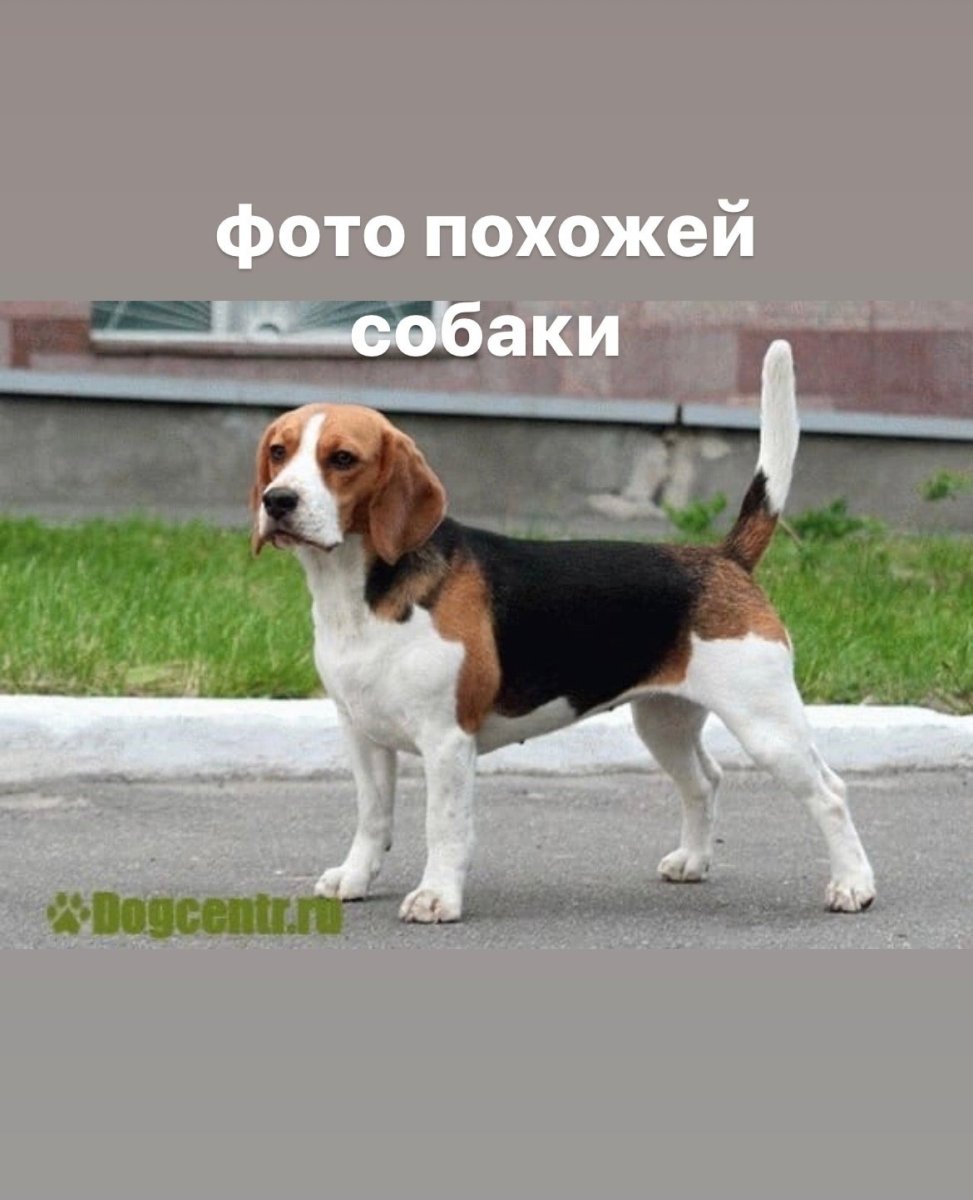 Бигль трехцветный