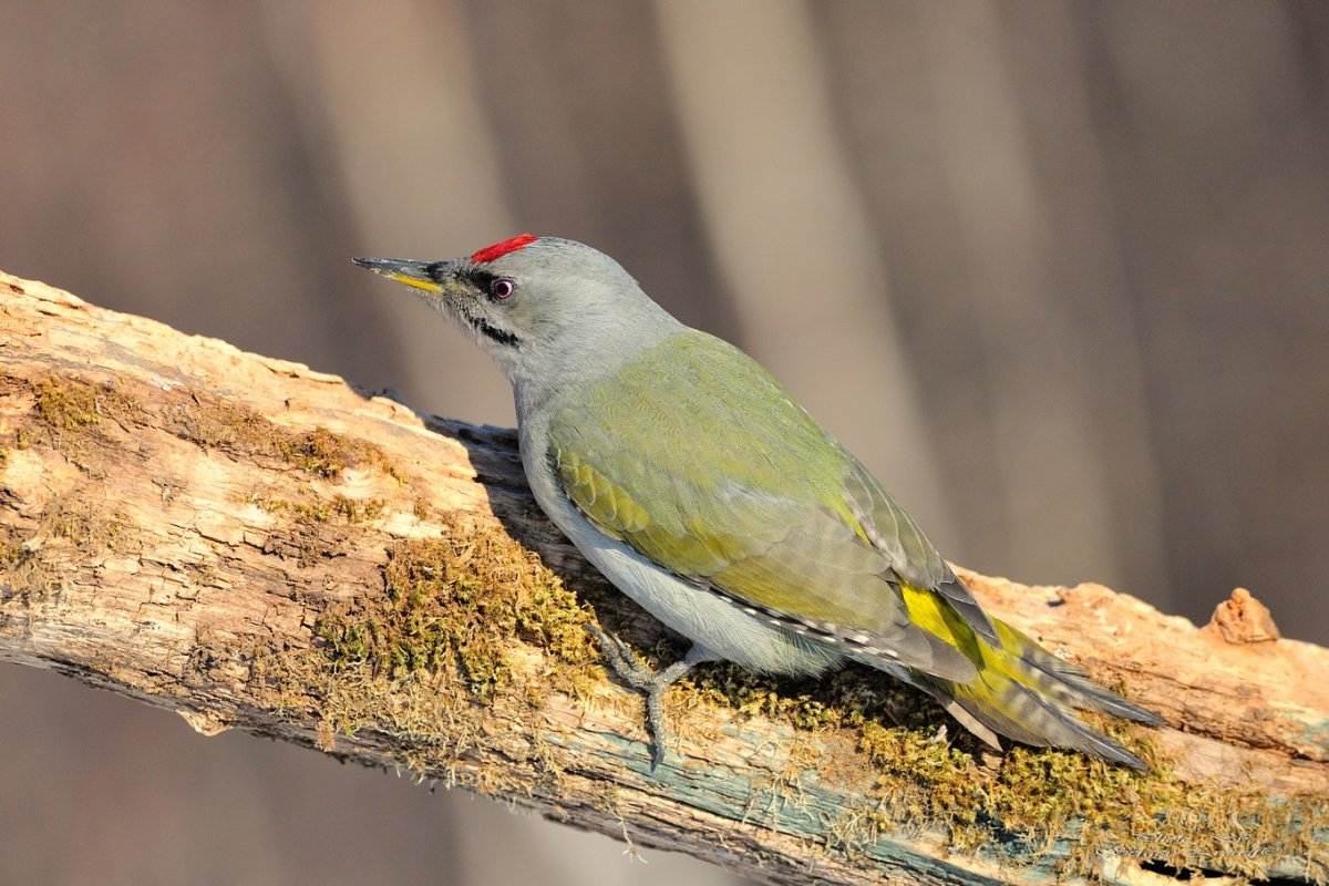 Седой дятел слеток