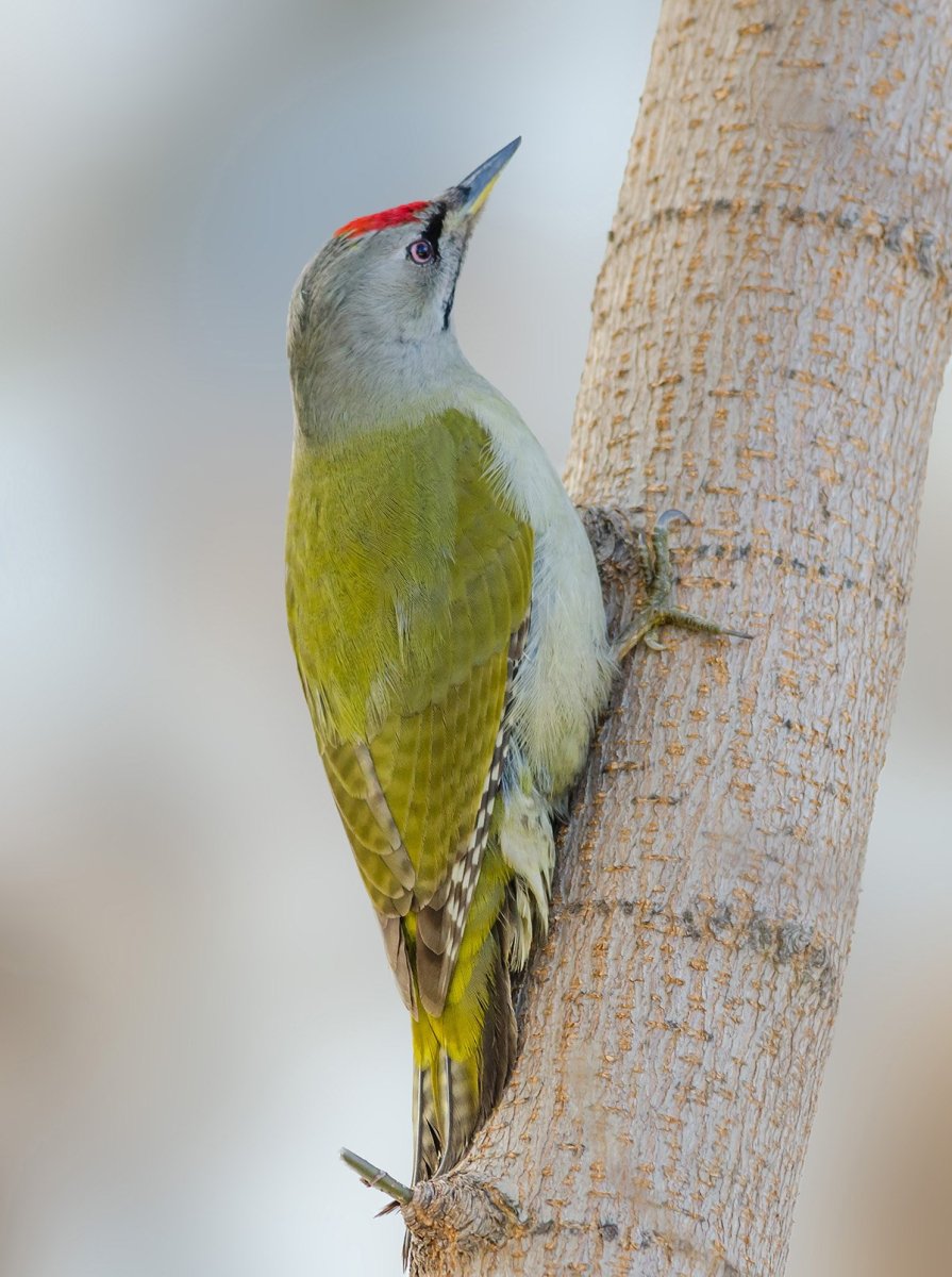 Лунь Луговой зеленый дятел
