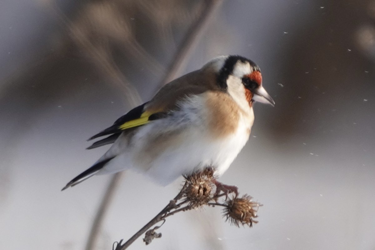 Черноголовый щегол