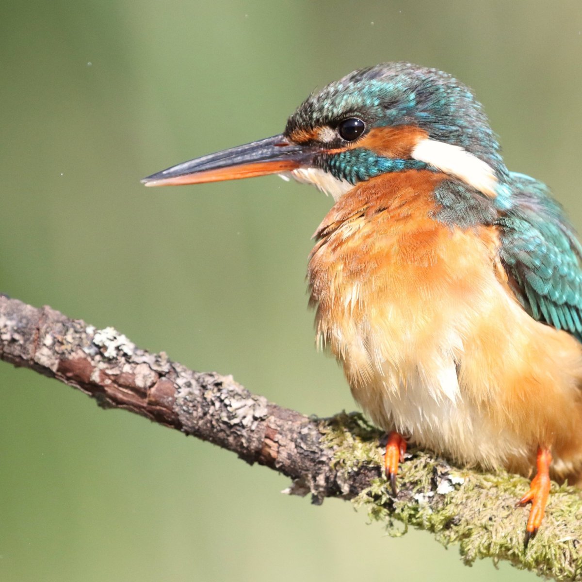 Оранжевая птица с длинным клювом