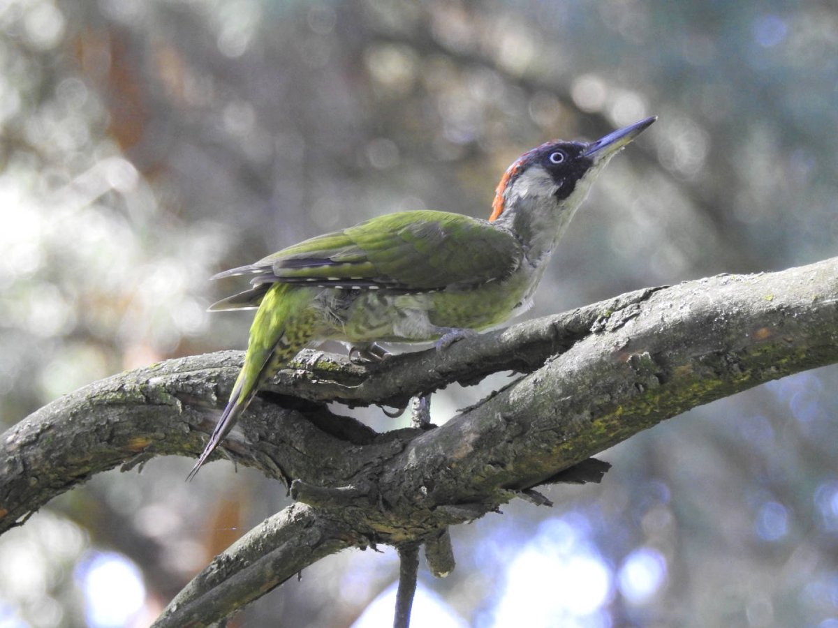 Зелёный дя́тел (Picus viridis)