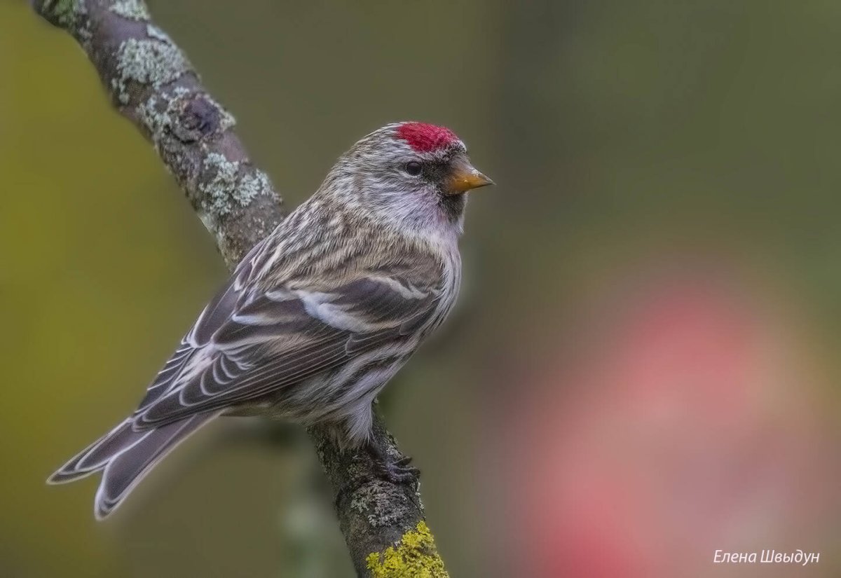 Чечетка самка