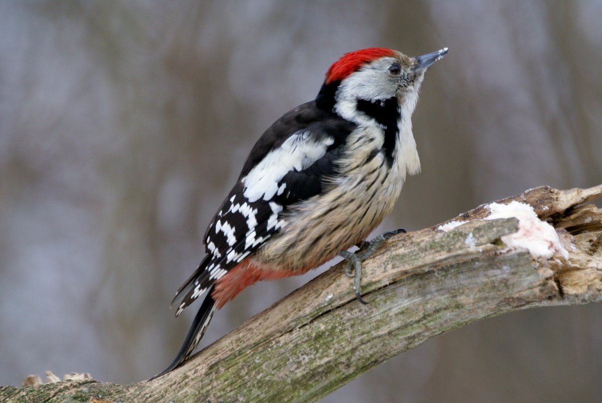 Средний дятел (Dendrocopos Medius)