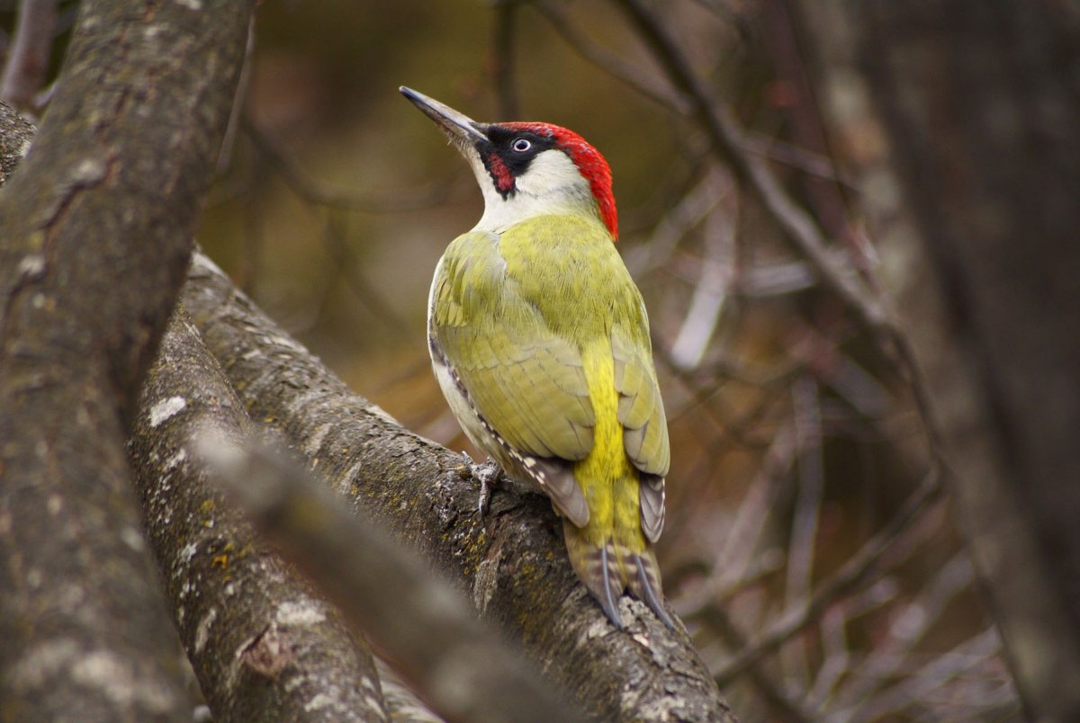 Зеленый дятел с красной головой