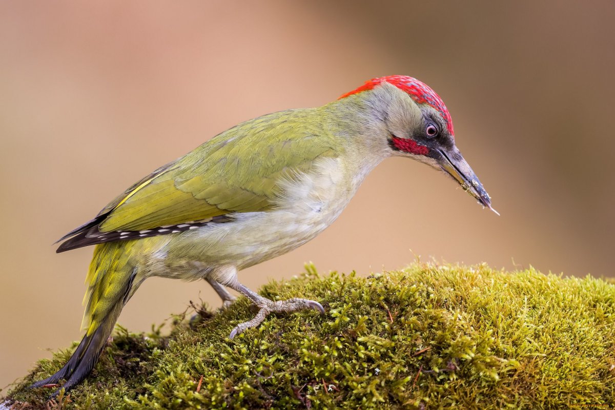 Седой дятел летит