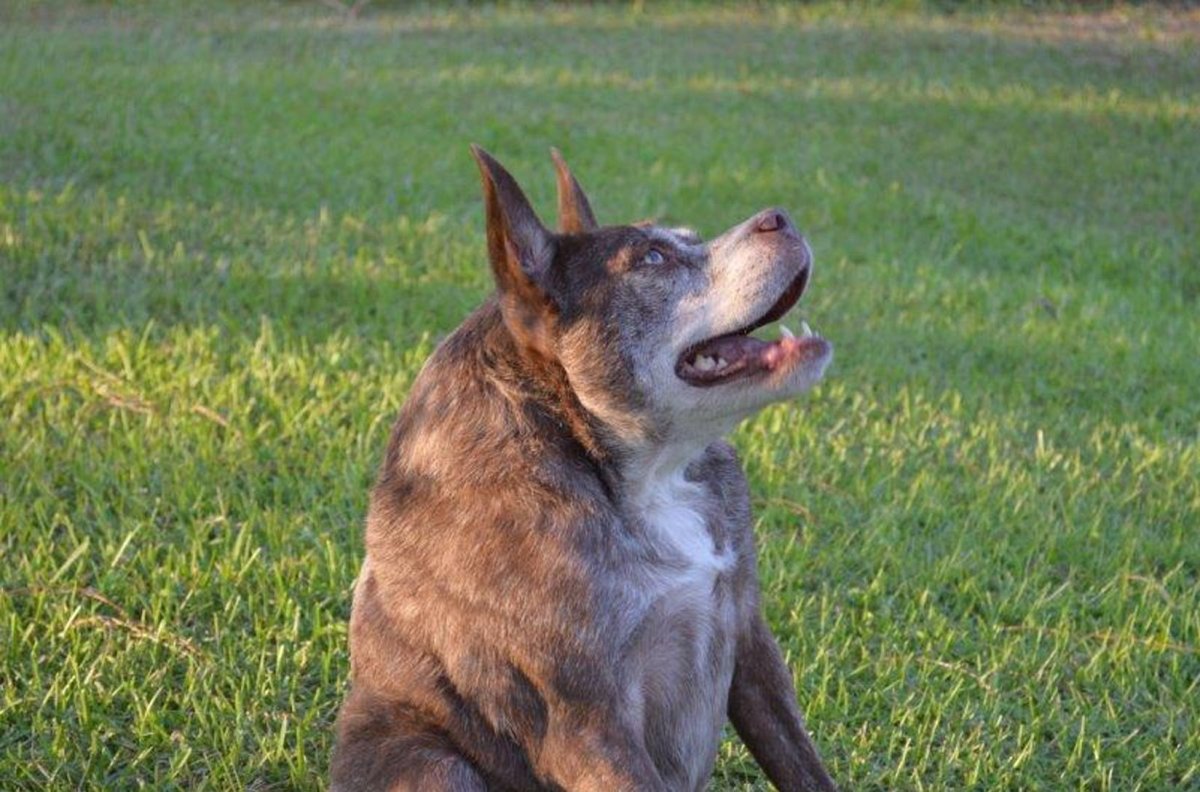 Голландская овчарка Квазимодо