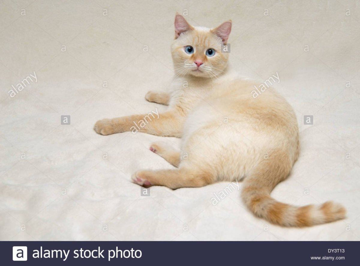 Тайская кошка реж поинт