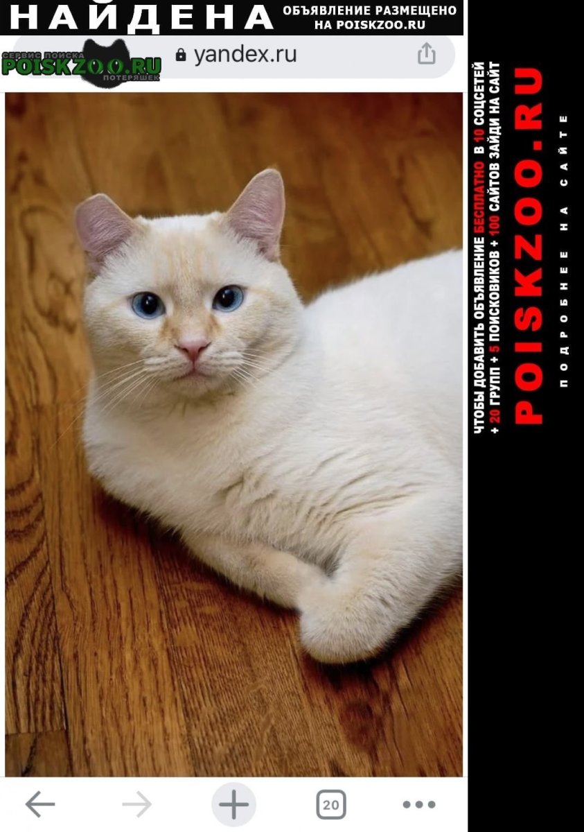 Тайская кошка окрас ред Пойнт