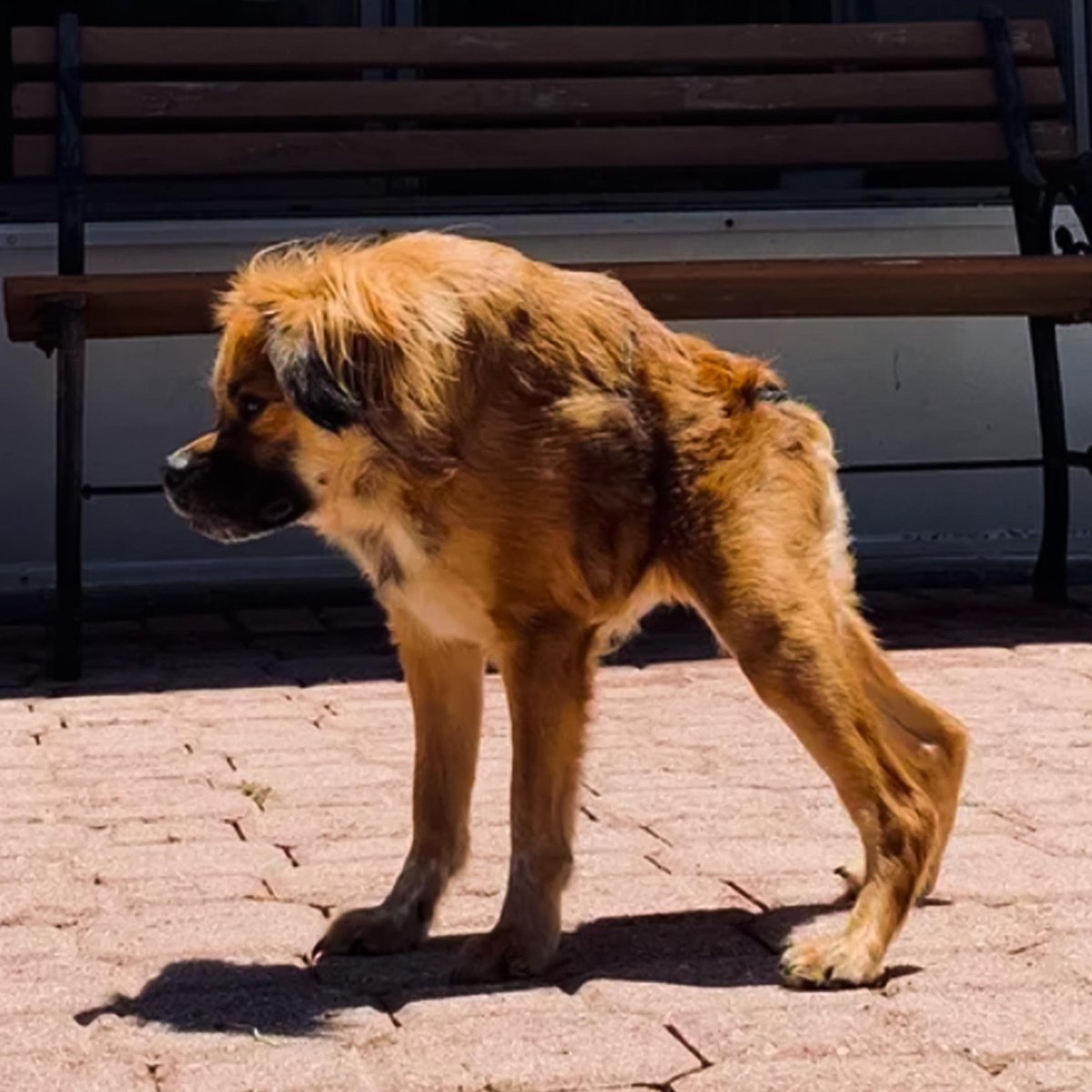 Овчарка Квазимодо