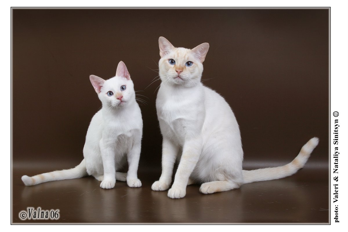 Тайская порода кошек крем Пойнт