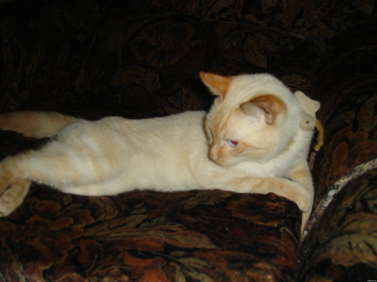 Сиамский персиковый кот