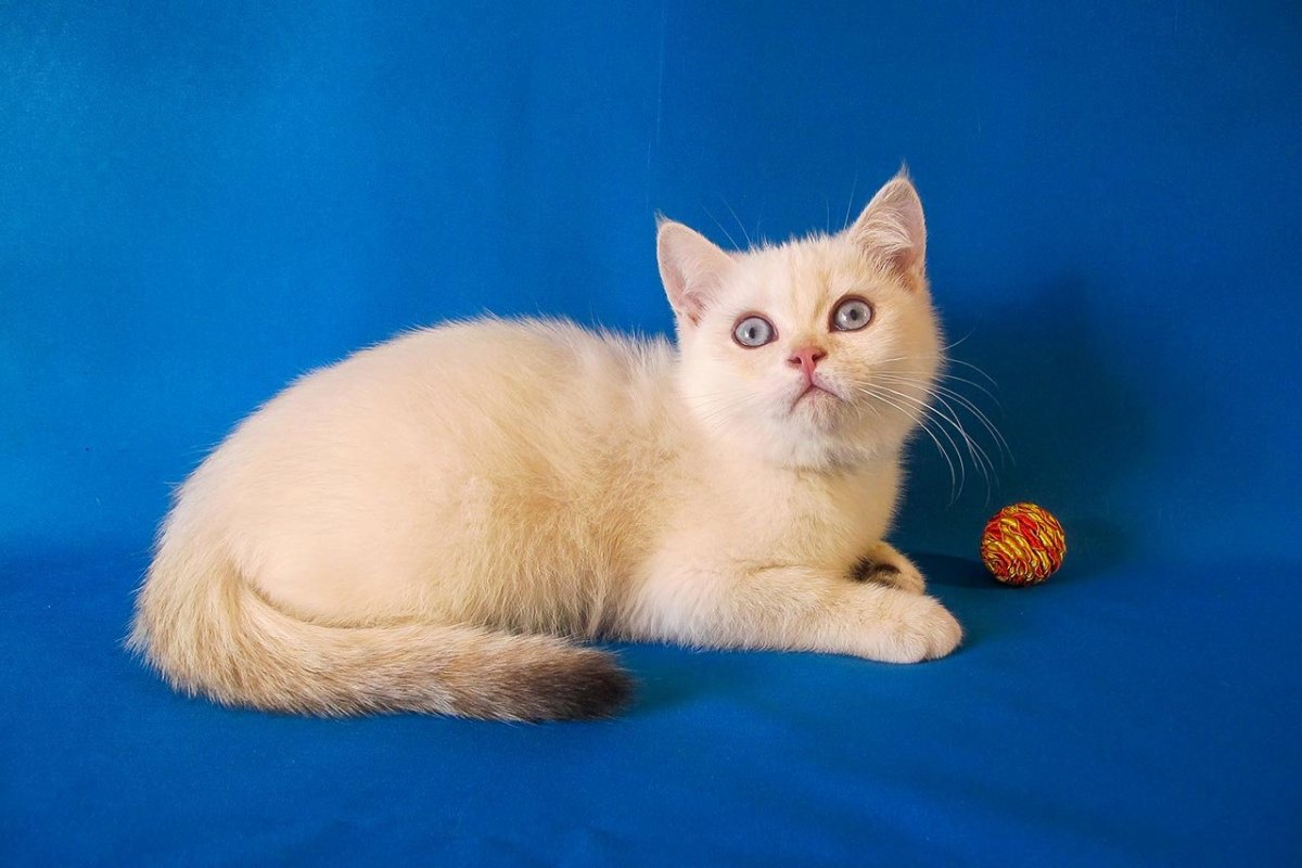 Британская короткошёрстная кошка колор Пойнт