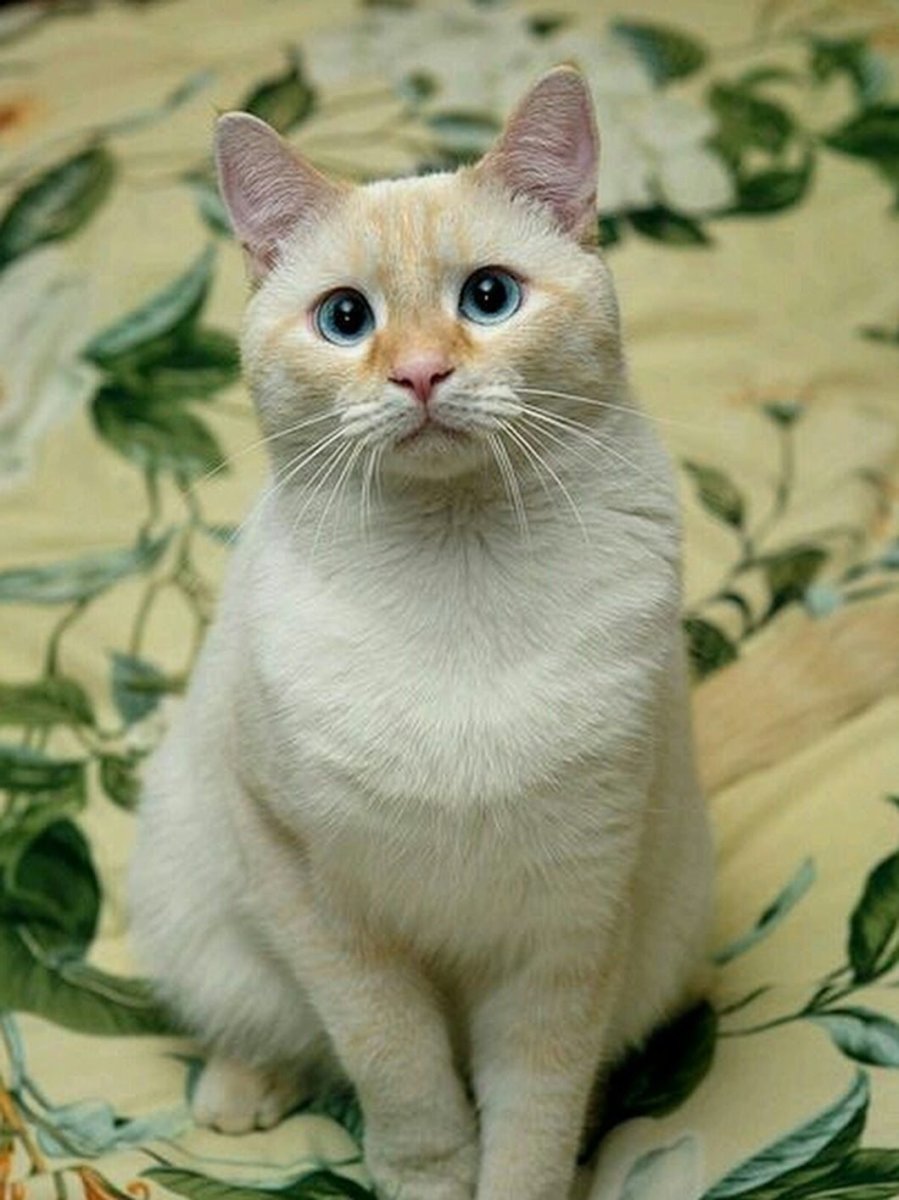 Райская кошка Ре поинт