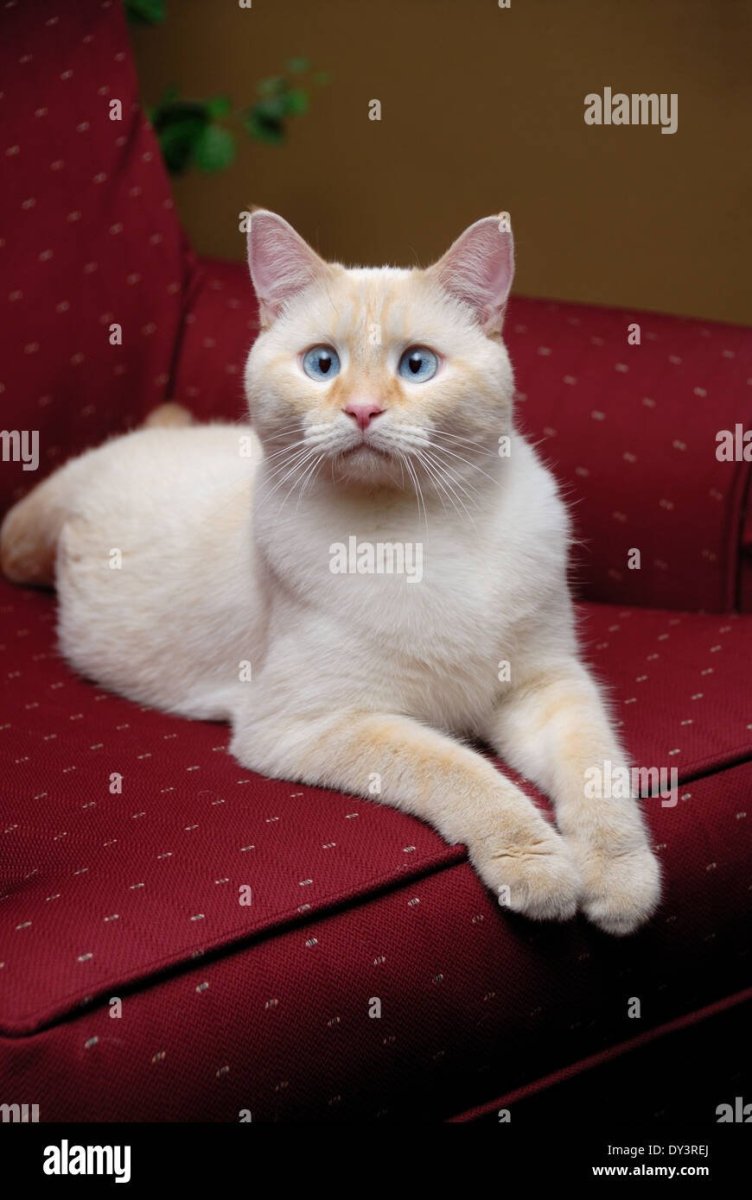 Сиамский кот ред Пойнт