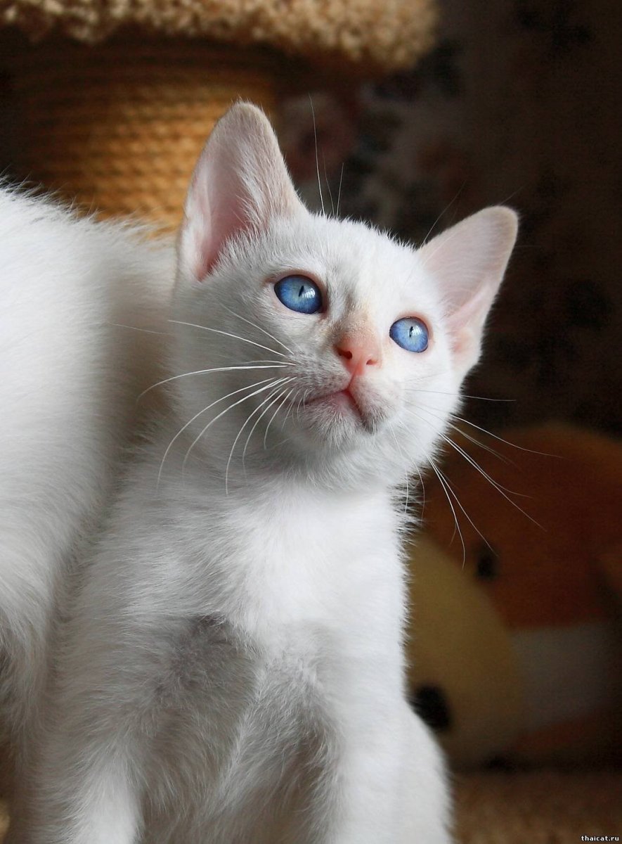 Тайская кошка редпоинт