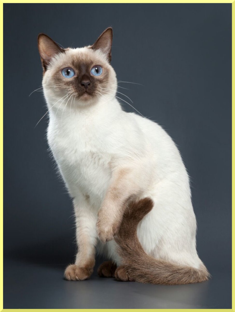 Тайская кошка сил Пойнт