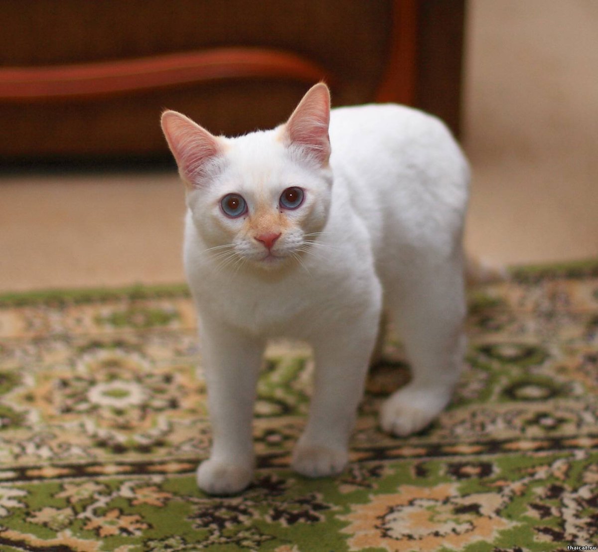 Сиамская кошка ред Пойнт