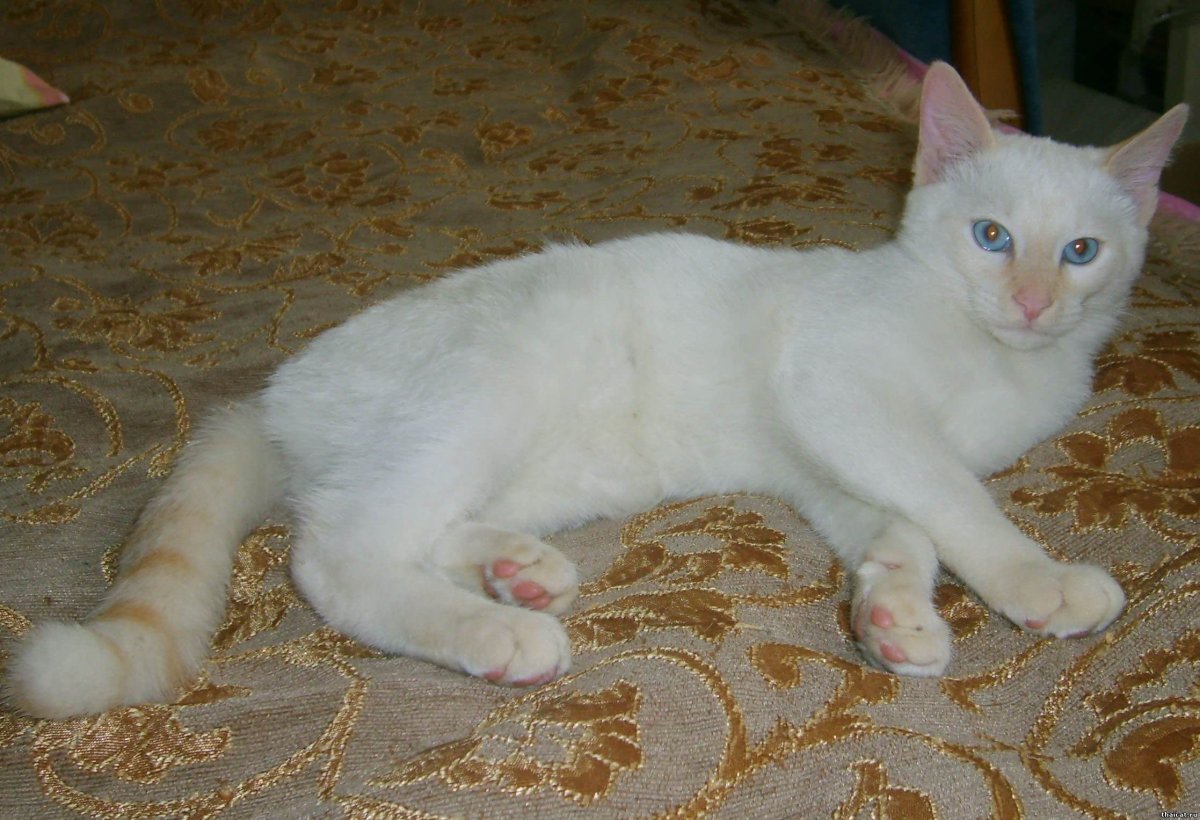 Тайская кошка ред Пойнт котенок