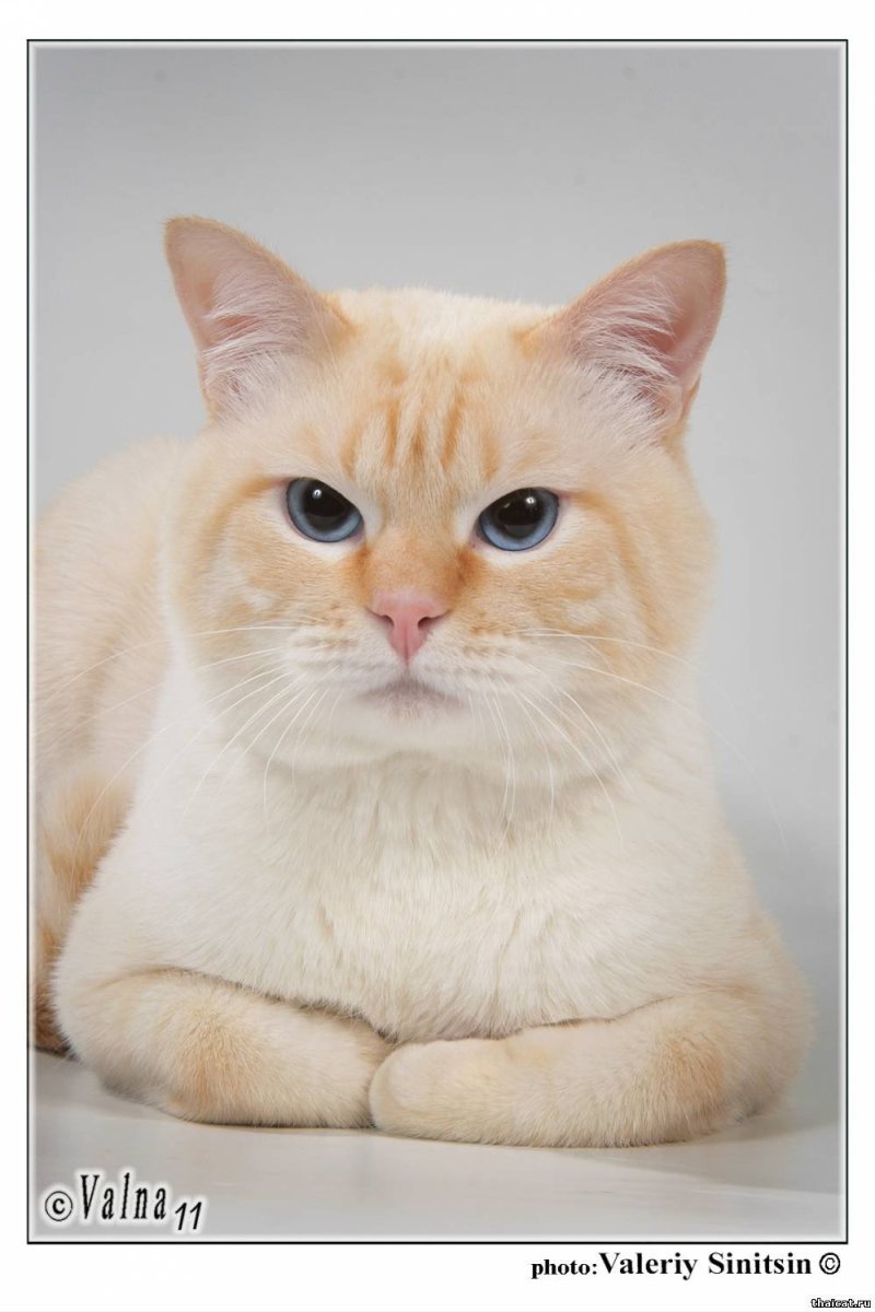 Тайская кошка ред Пойнт