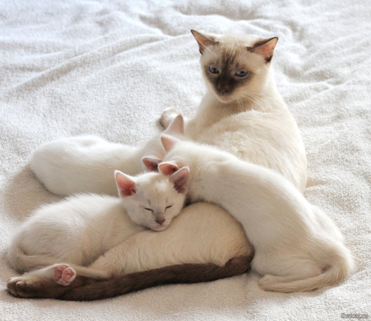 Сиамская кошка ред Пойнт