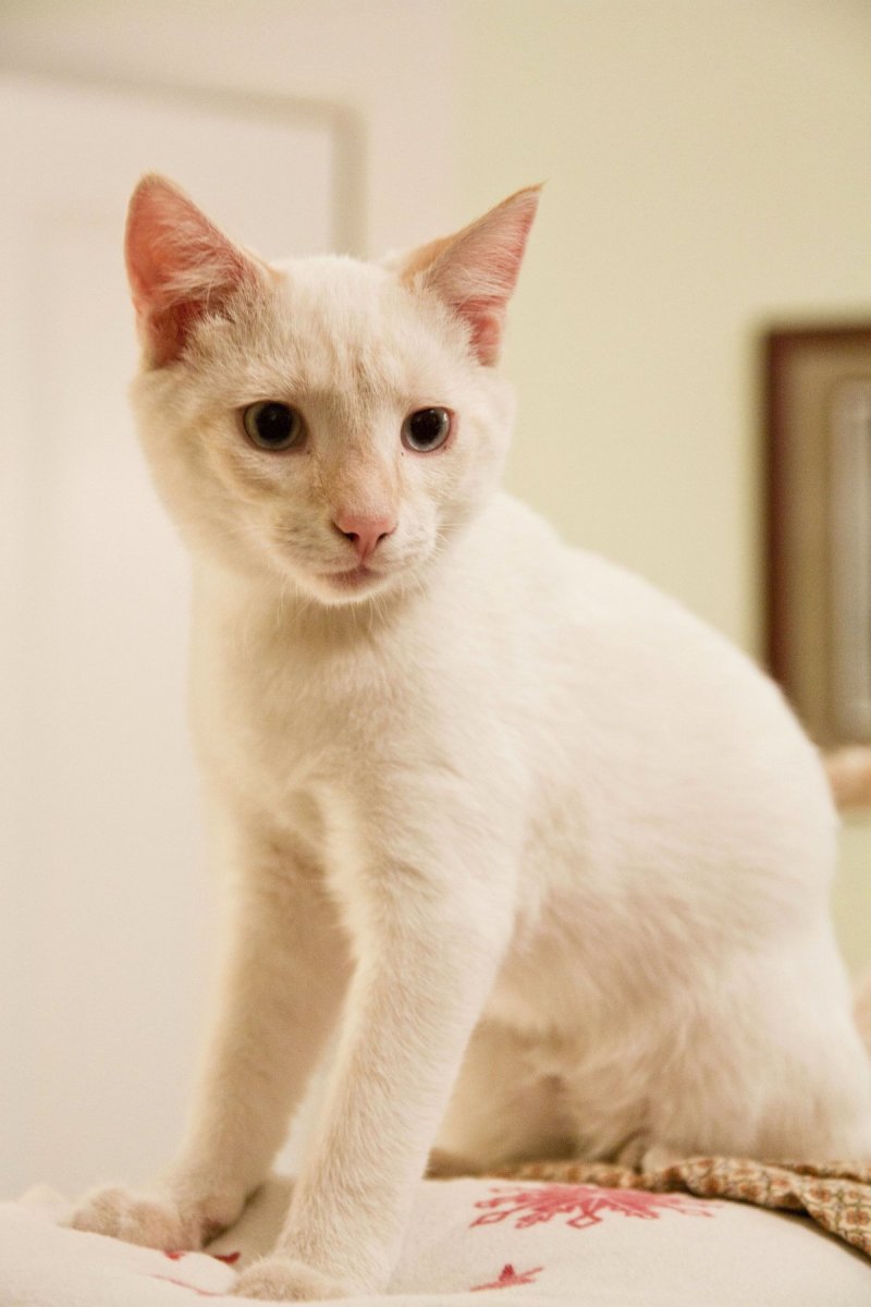 Тайская кошка крем Пойнт