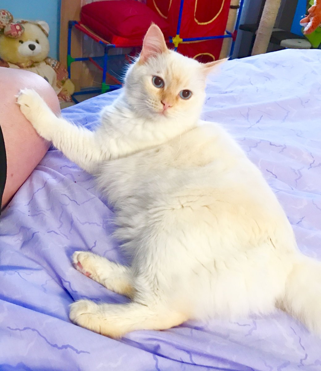 Тайская ред поинт кошка