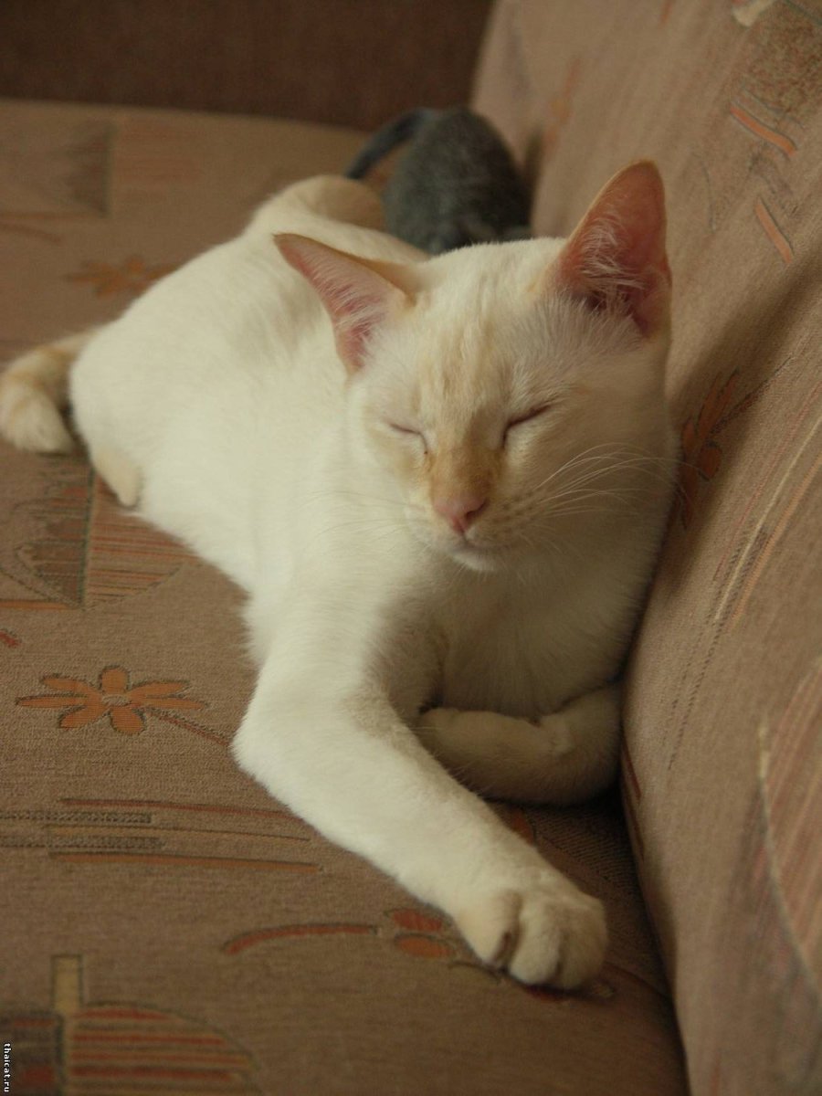 Райская кошка Ре поинт