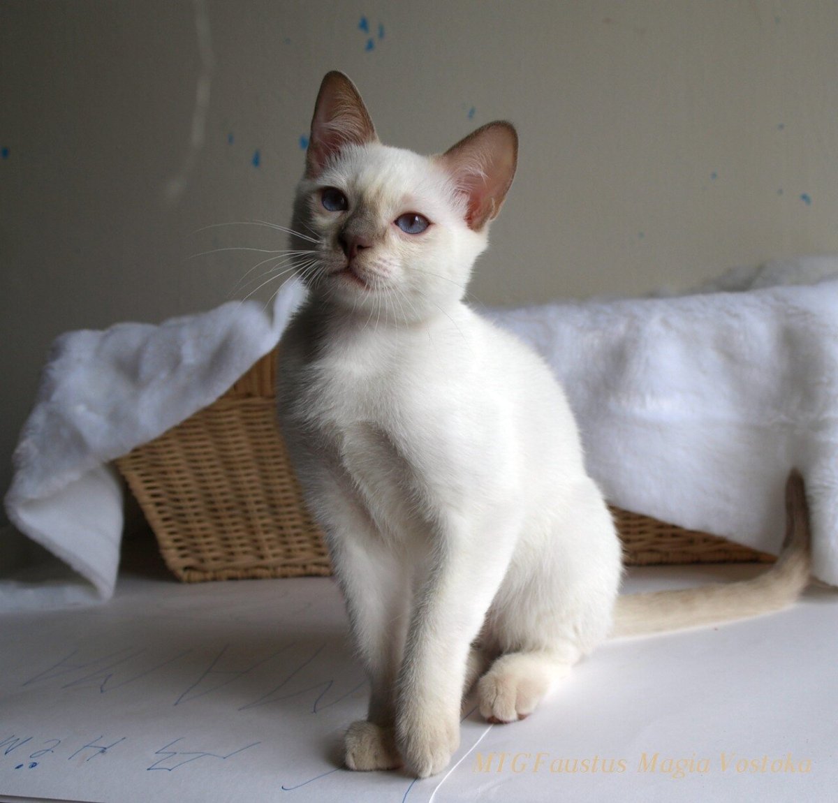 Тайский котенок Red point