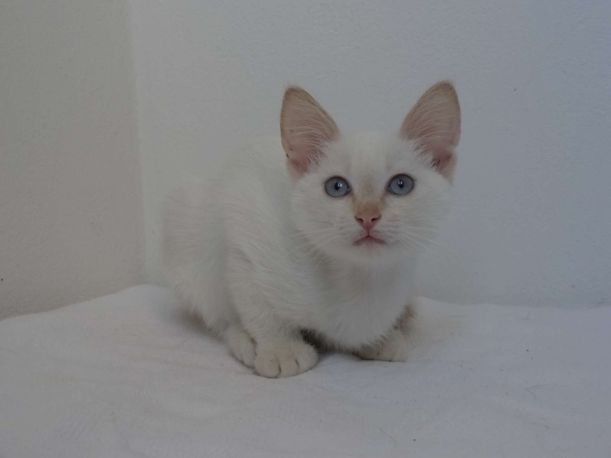 Красивые кот тайский рет поен