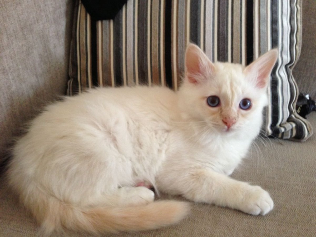 Тайская кошка ред Пойнт котенок