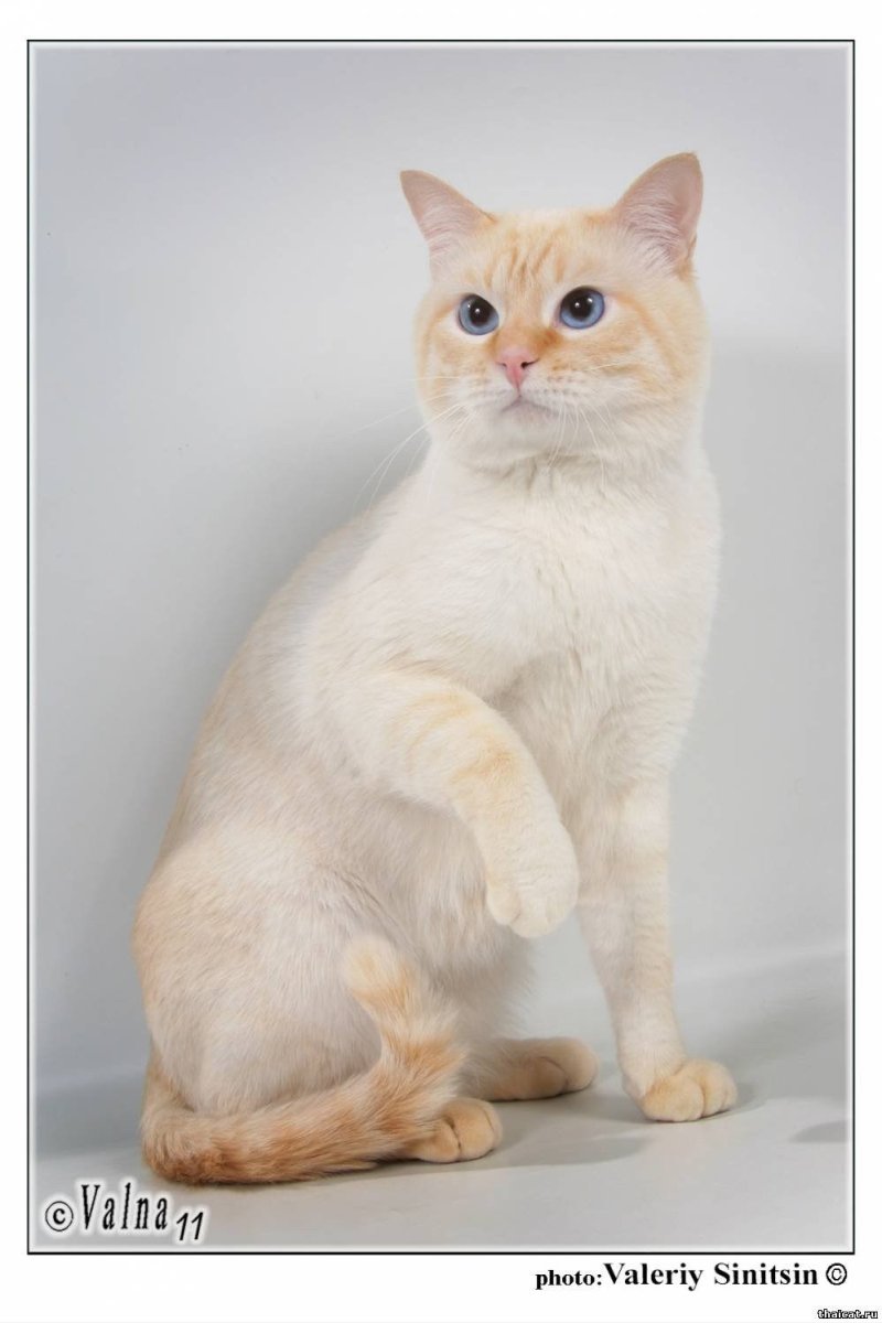 Тайская кошка крем Пойнт