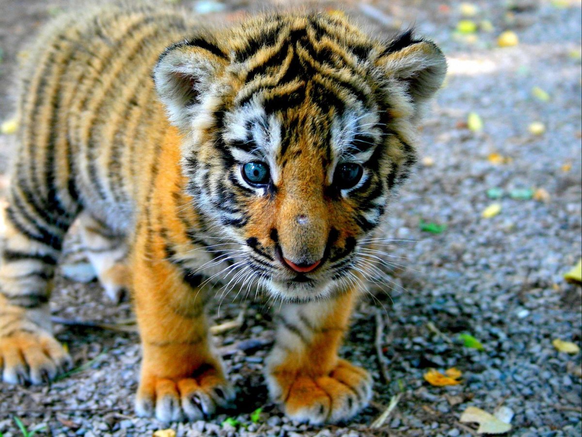 Маленький Тигренок