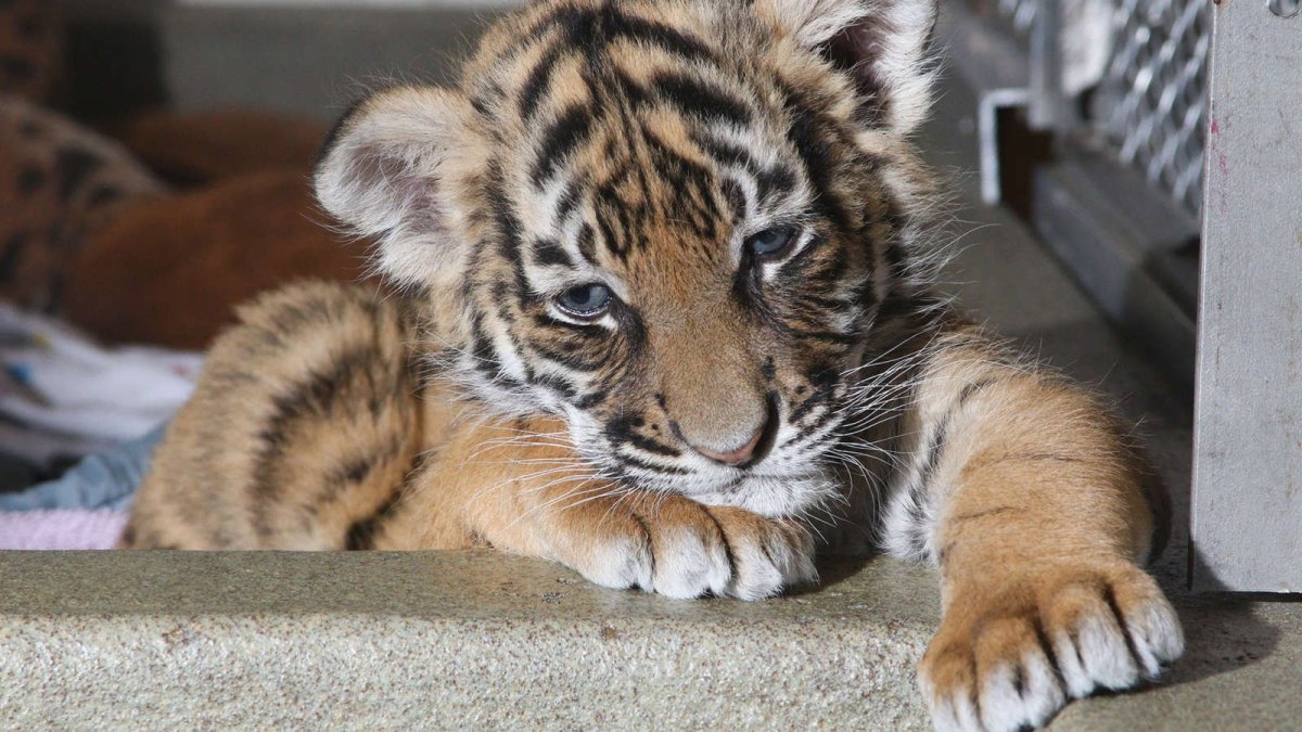 Маленький Тигренок