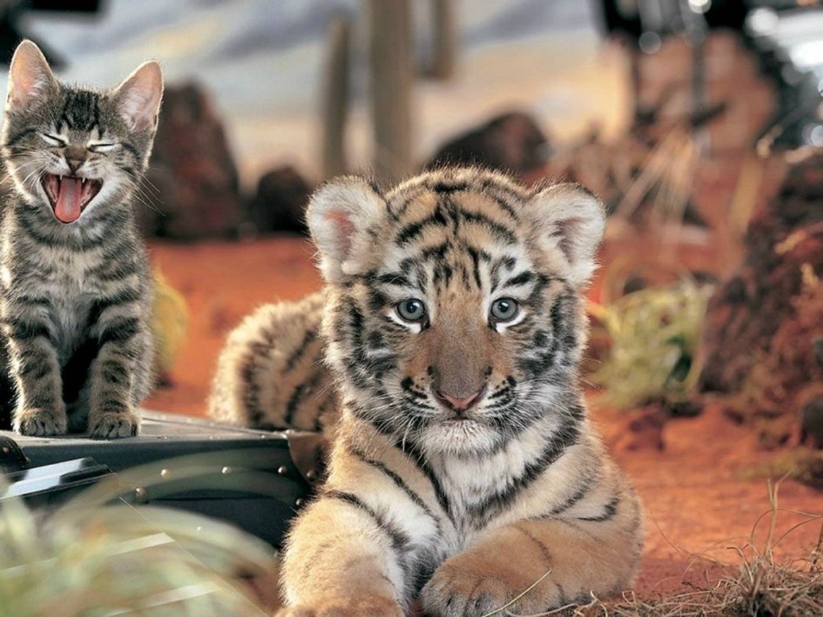 Милый Тигрёнок