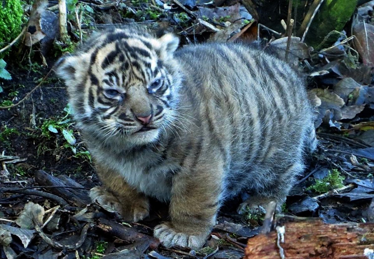 Толстенький Тигренок