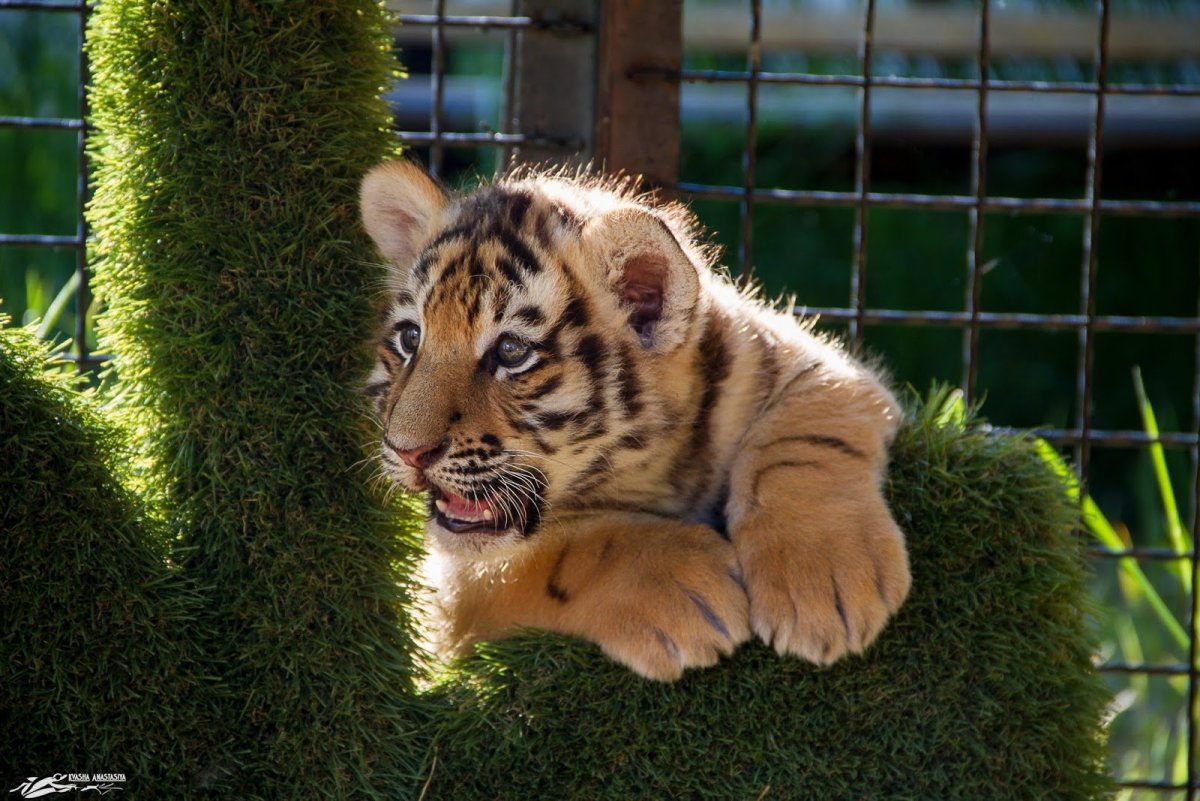 Красивый Тигренок