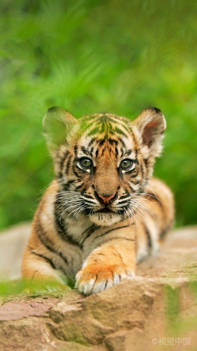 Суматранский тигр