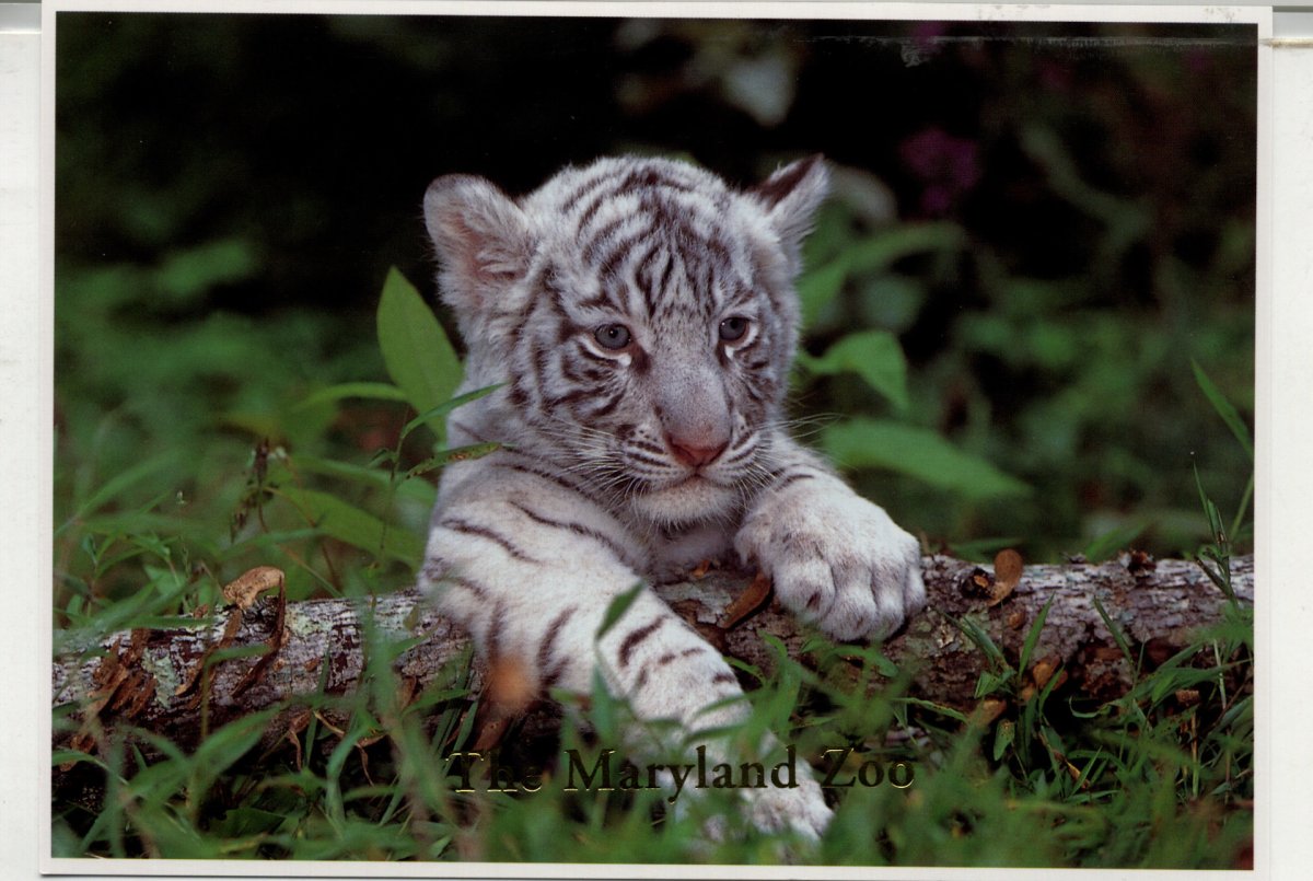 Амурский тигр белый Тигрёнок