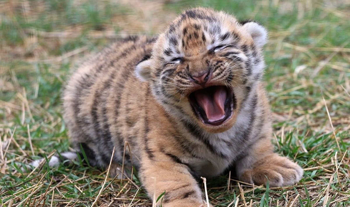 Амурский тигр Новорожденные тигрята