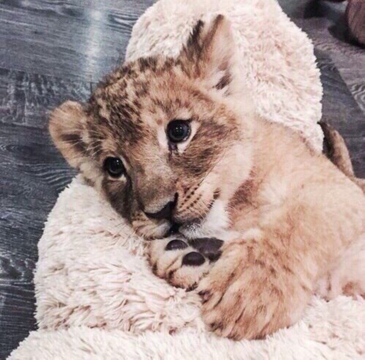 Маленький Львенок