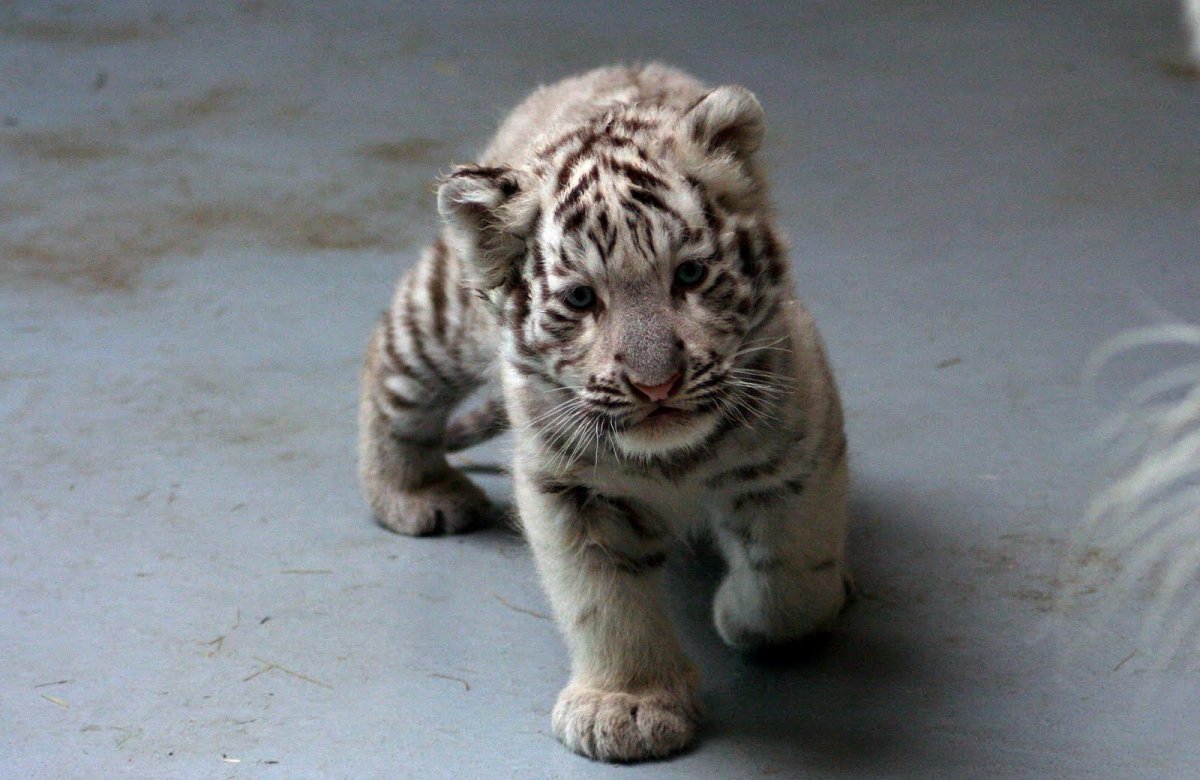 Белый Тигренок