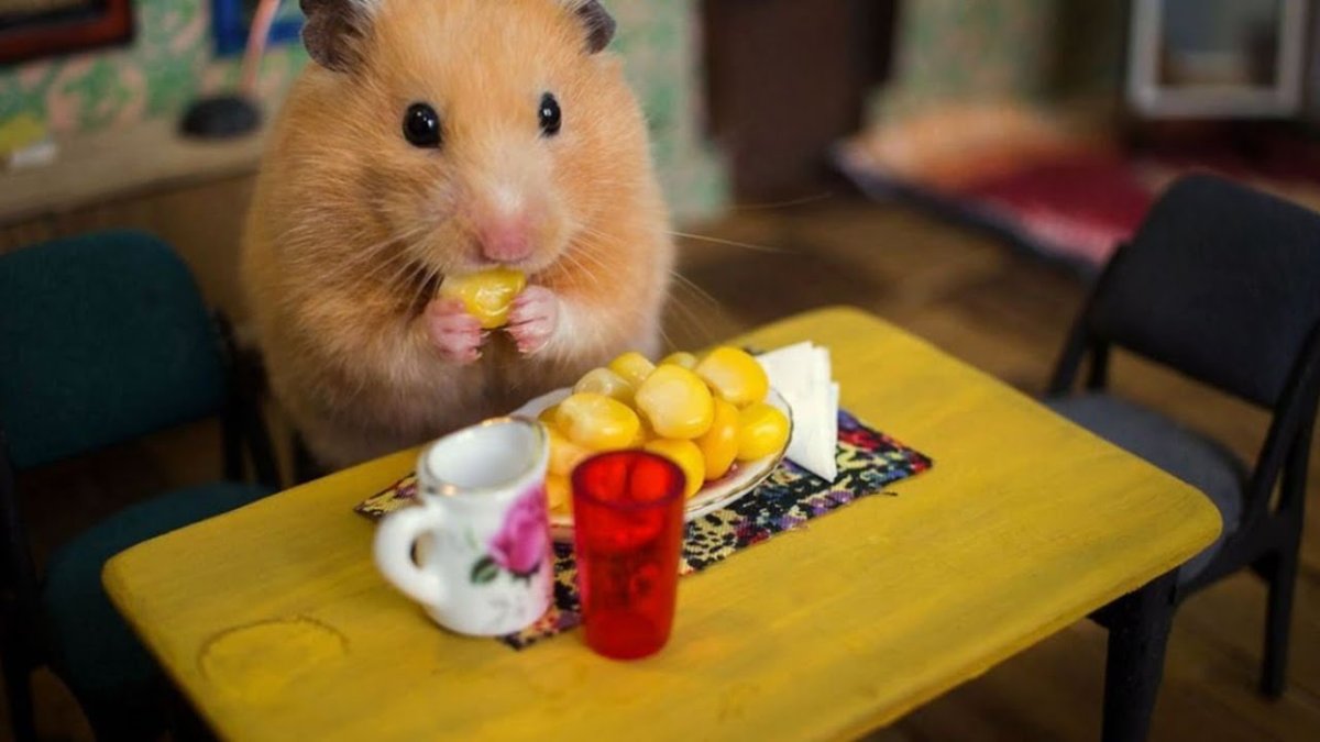 Смешные хомяки
