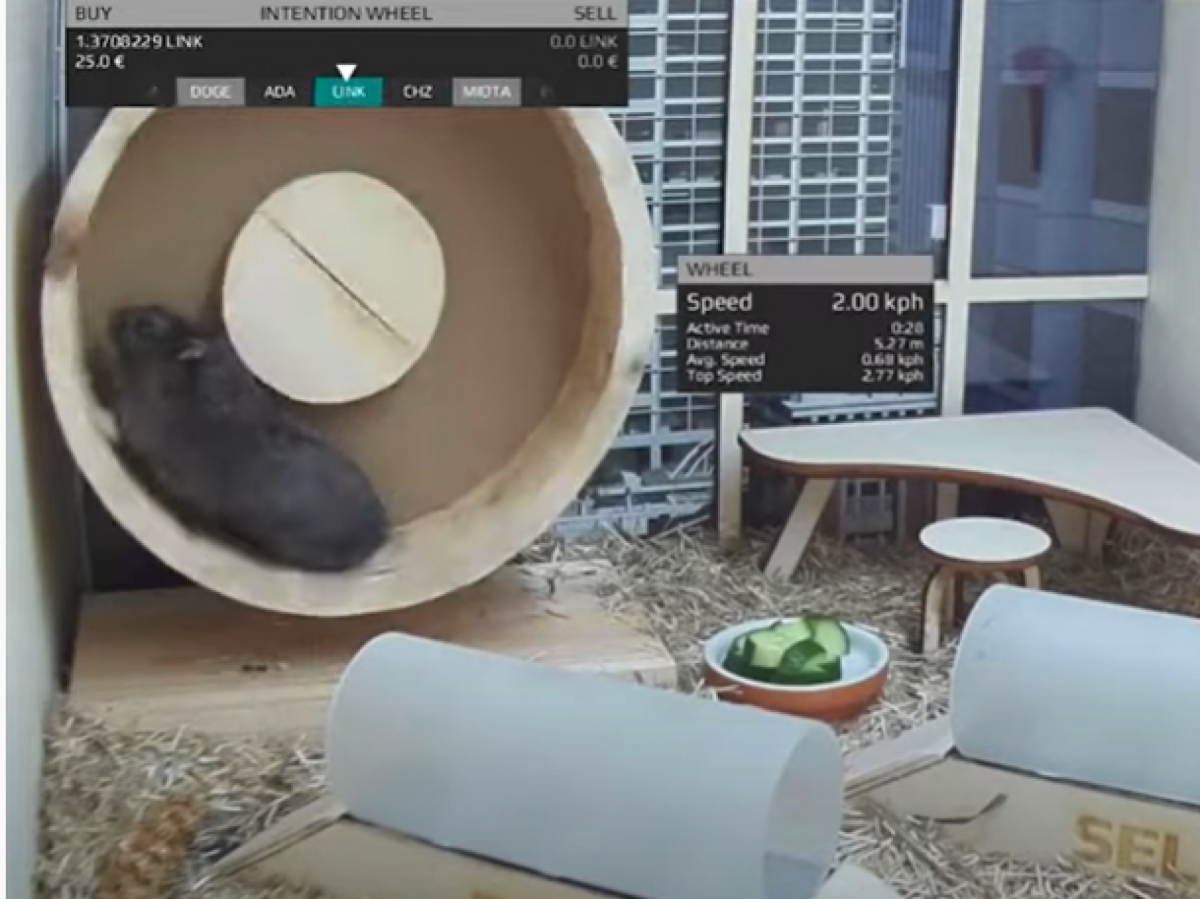 Хомяк трейдер