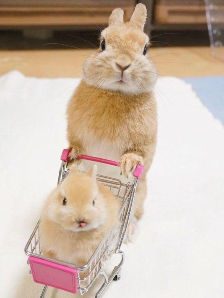 Настоящий хомяк