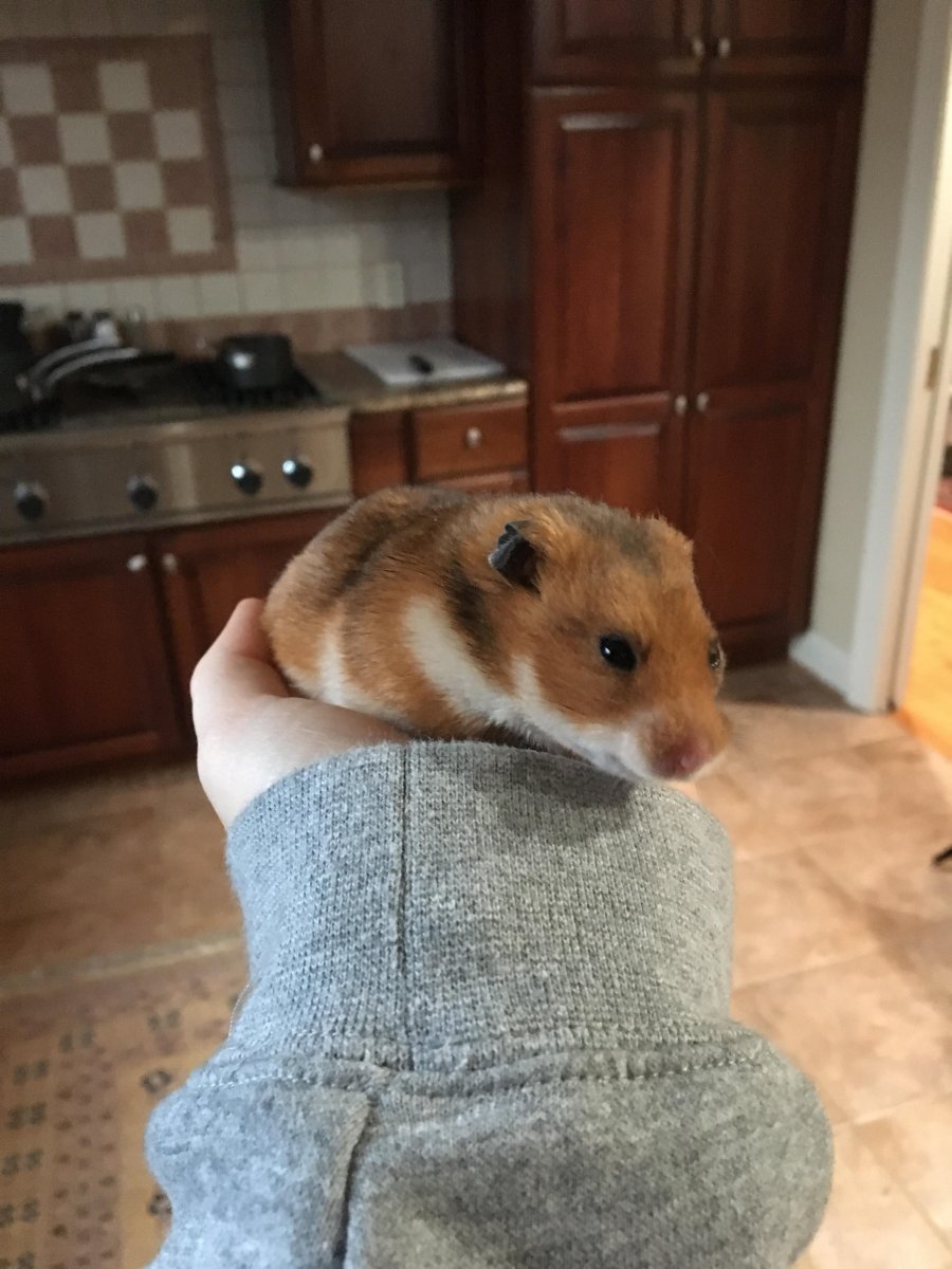 Карликовый хомячок Тейлора